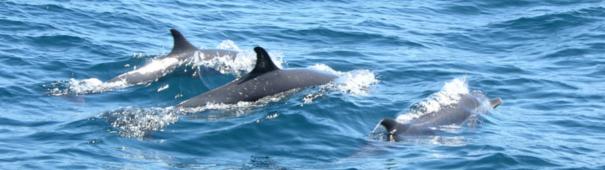 Dauphins et animaux marins sonr dans leur milieu naturell : l'océan indien