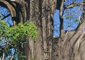 Mayotte, viviter, aller à Grande Terre et prendre la route des baobabs