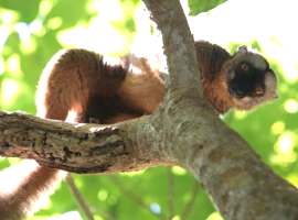 Mayotte, voir des singes et maki, c'est possible