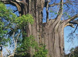 Arbre typiques  Mayotte : les Baobabs